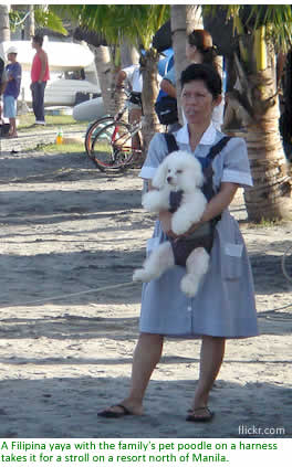 A Filipina yaya with the family's pet poodle on a harness takes it for a stroll on a resort north of Manila